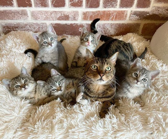 cuddle puddle, tabbies