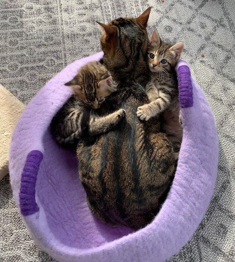 kitten hugs, tabby cats