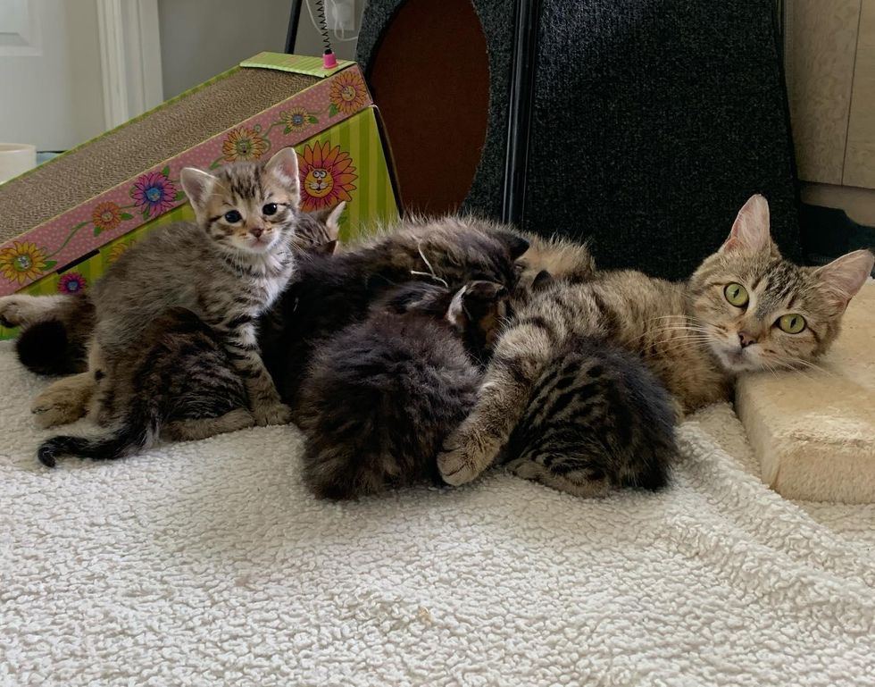 cat mom, nursing kittens