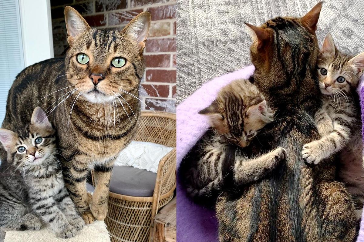 Cat Helps Care for Kittens His Family Brings Home and Turns Their Lives Around