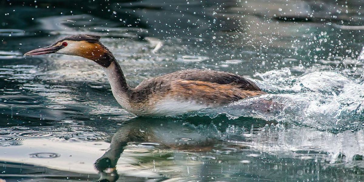 Great Crested Grebe waterway wetlands
