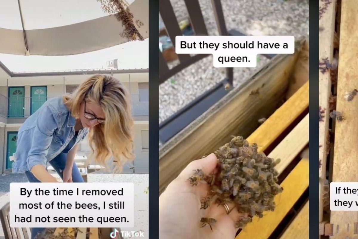 Beekeeper shares incredible video of her rescuing an entire colony with her bare hands