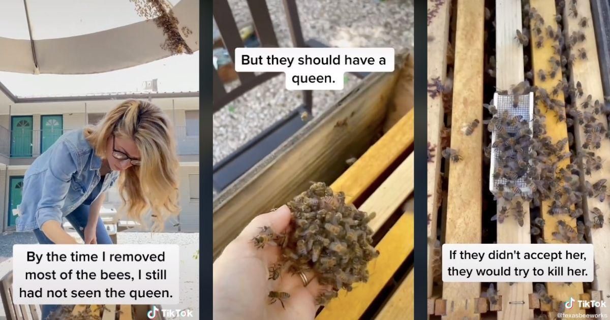 Beekeeper shares incredible video of her rescuing an entire colony with her bare hands