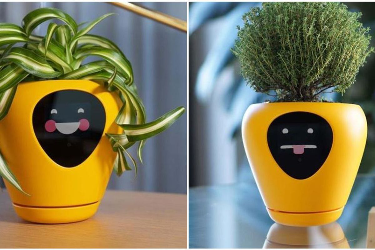 New smart planter shows your house plants' 'feelings' so don't kill them - Upworthy