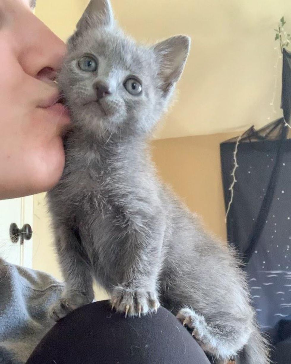 brave kitten, kitten kisses