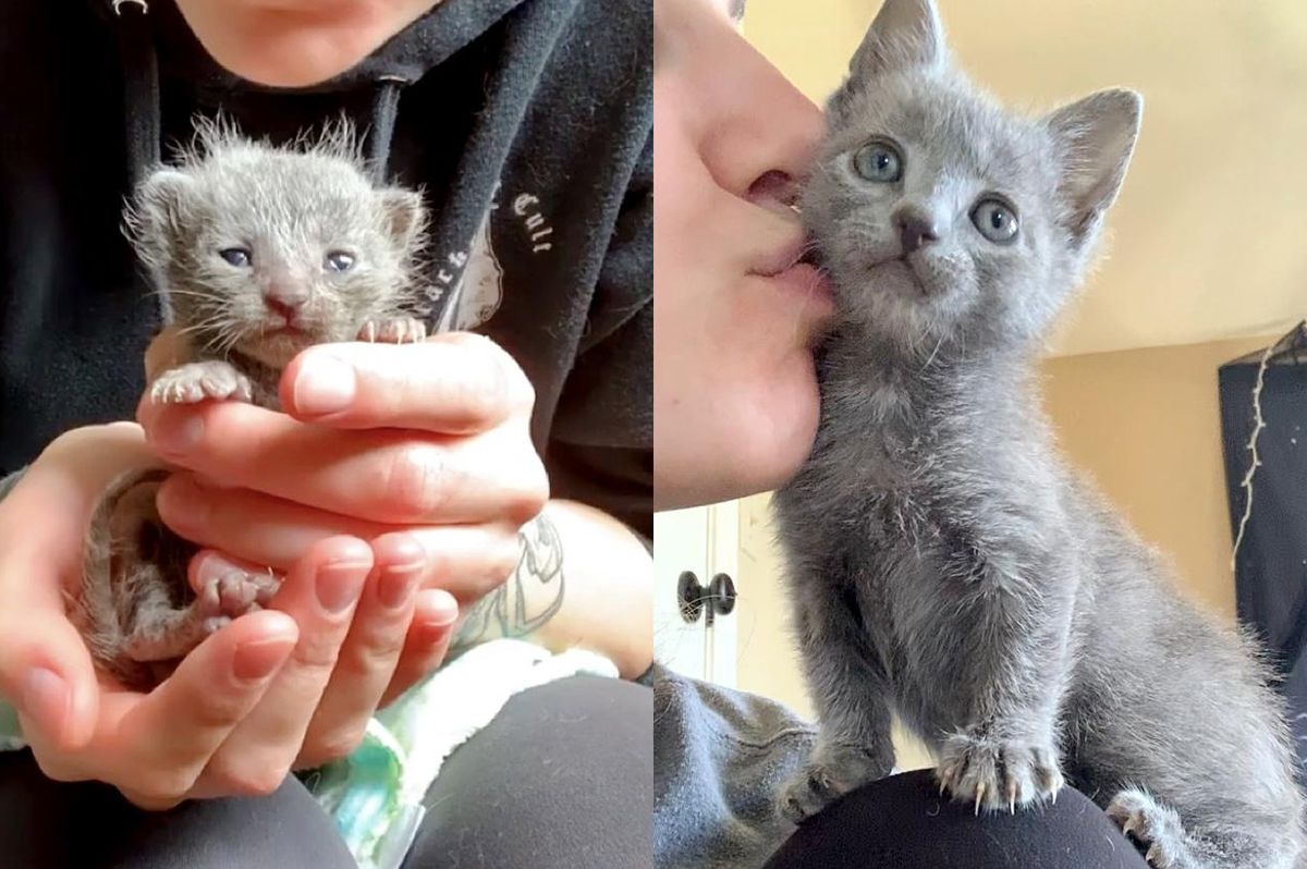 Kitten with Strong Will Transforms from Palm-sized Wonder to Sweetest Shoulder Cat