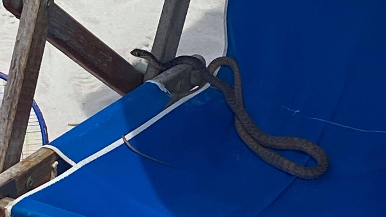 Woman finds snake relaxing in beach chair at Alabama beach