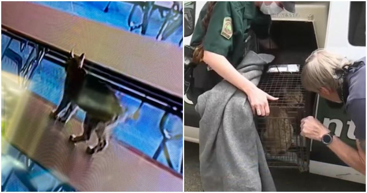 'Bobcat scare' evacuates entire high school but the mystery invader was a missing house cat