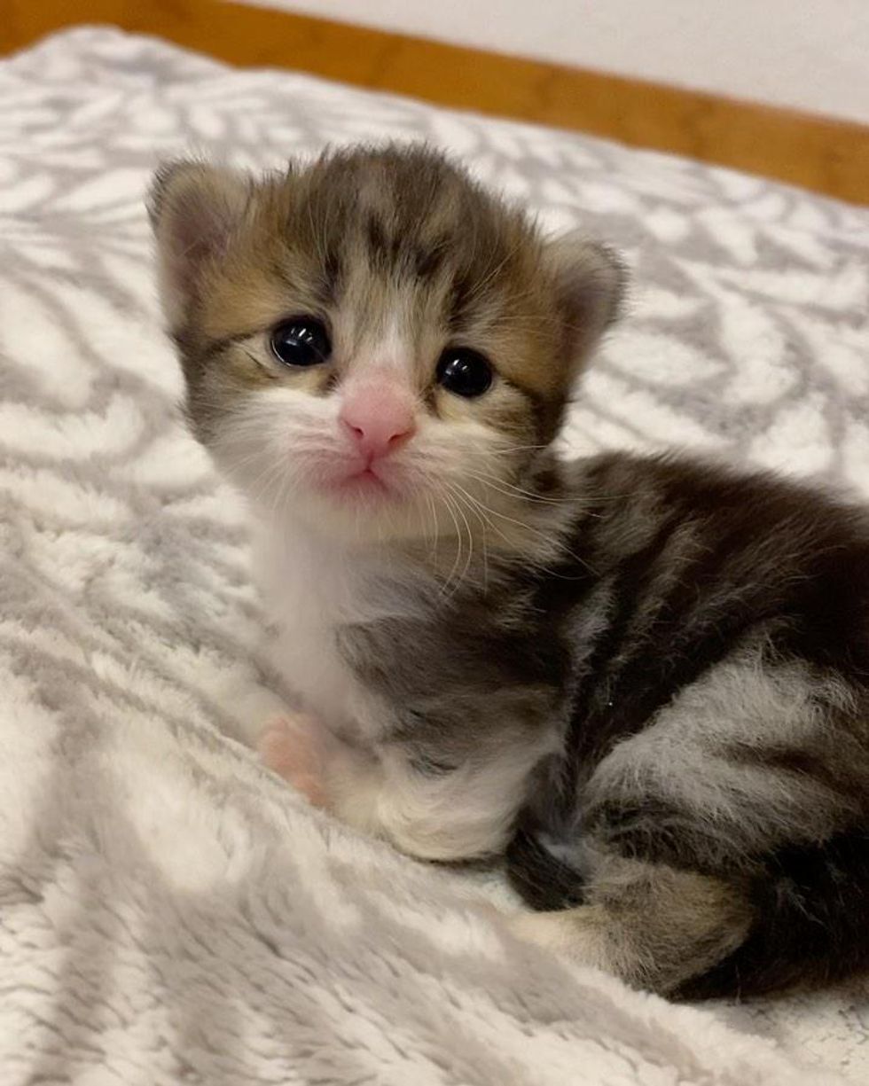 Kitten Stands Like a Kangaroo, Determined to Thrive and Live Best Life ...