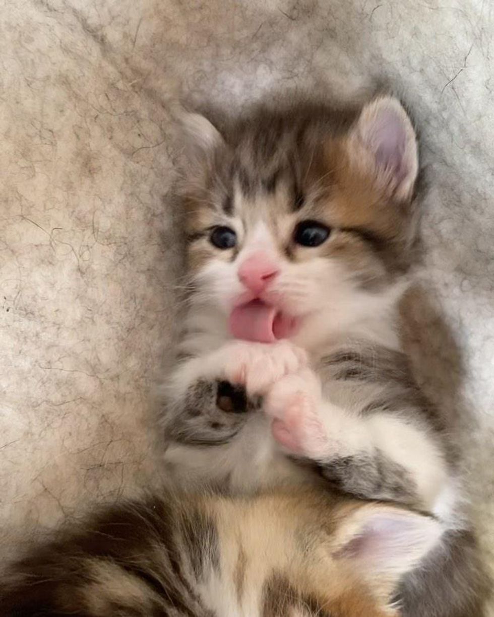 blep kitten