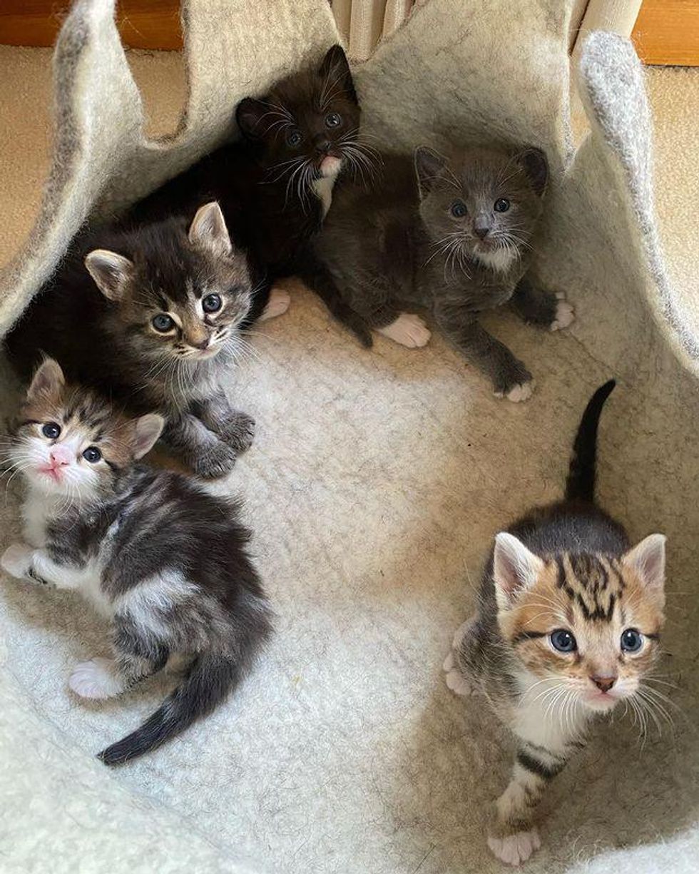 litter of kittens