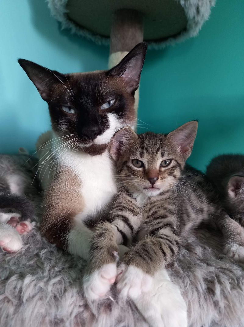 Siamese mix cat, mom cat and kitten