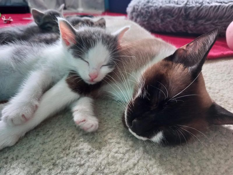 cat and kitten sleeping