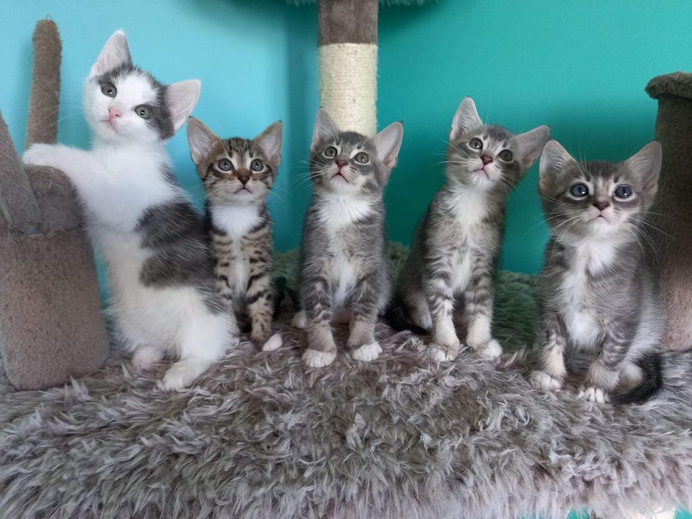 kitten lineup