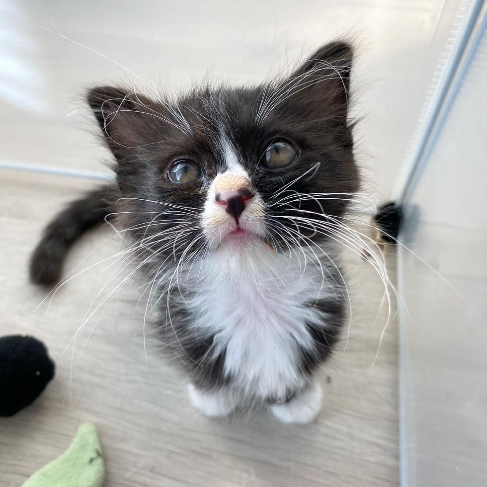tuxedo kitten, amazing whiskers