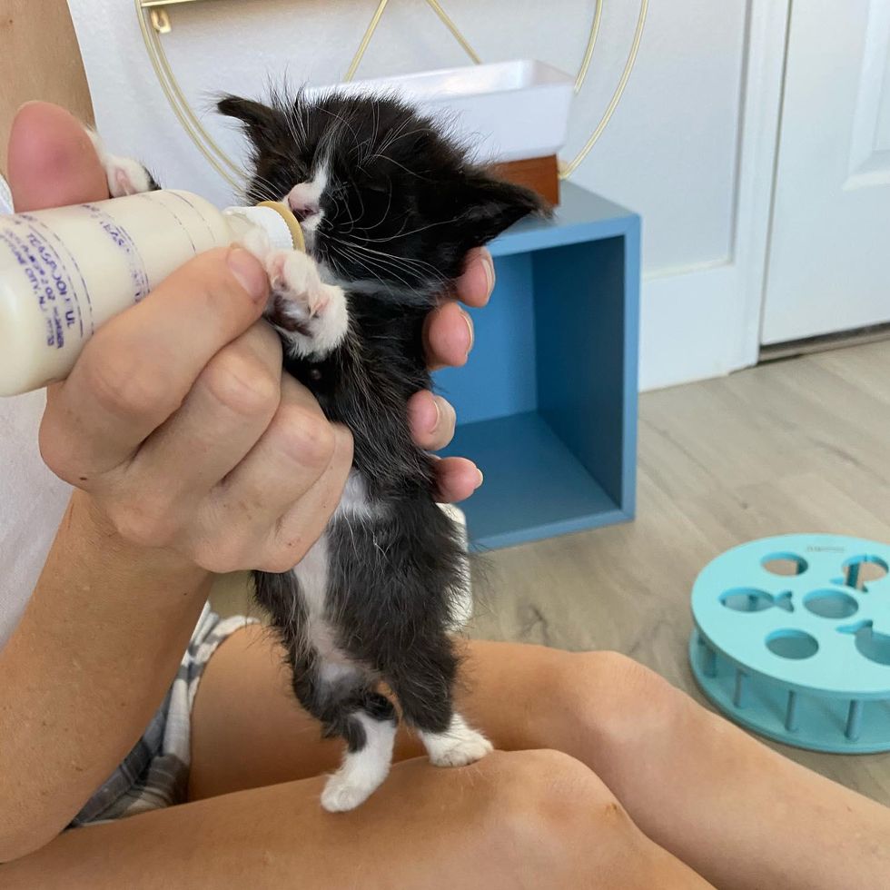 bottle kitten, standing up kitten