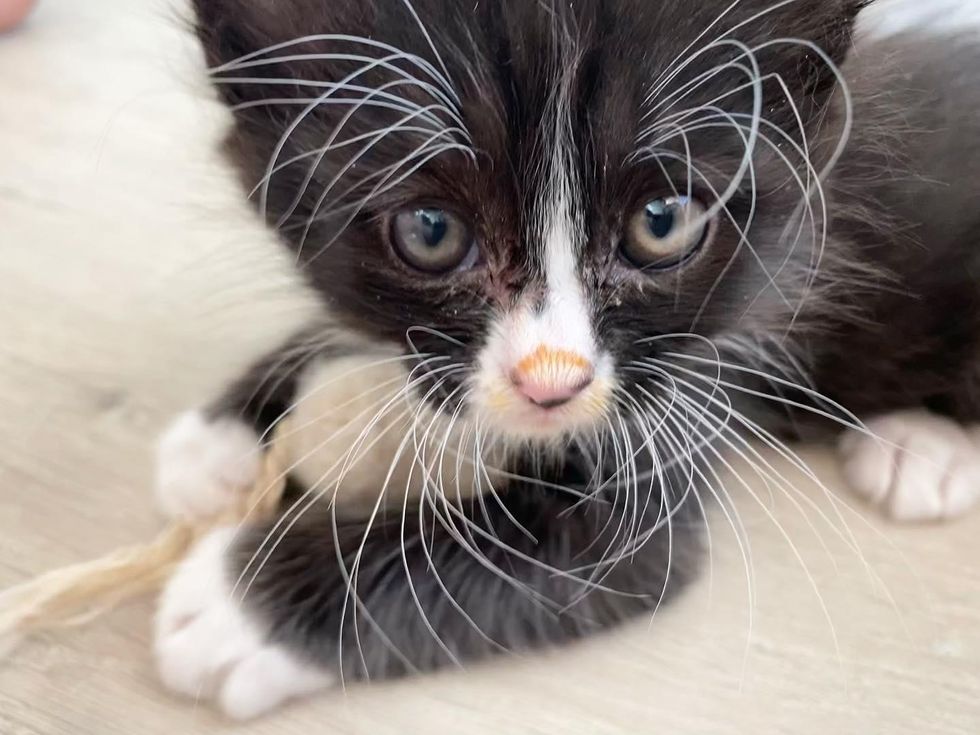 fabulous whiskers, tuxedo kitten