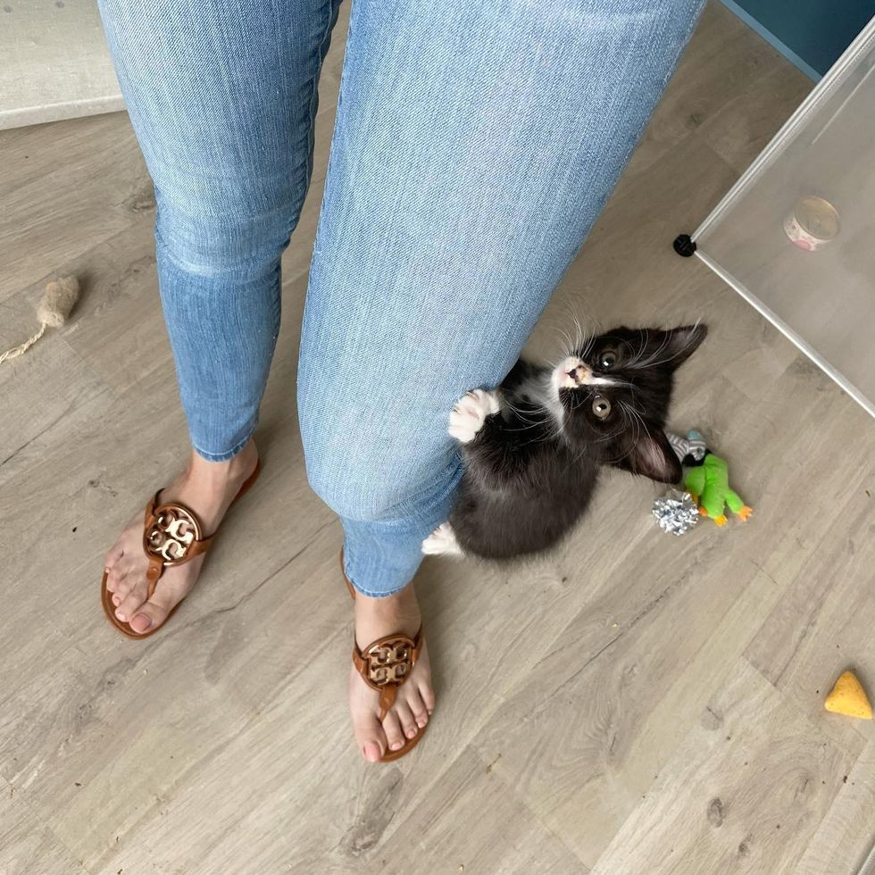 climbing leg kitten