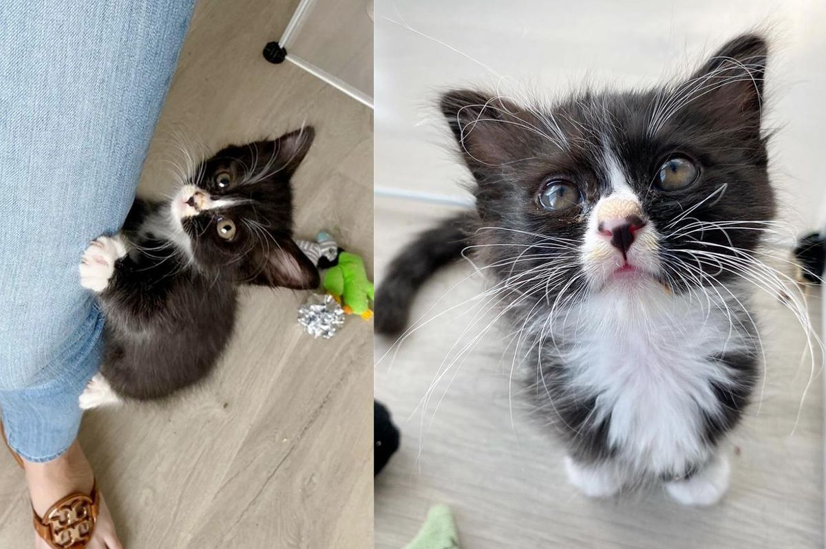 Kitten with Magnificent Whiskers Brought Back from the Street and Melts Everyone's Heart
