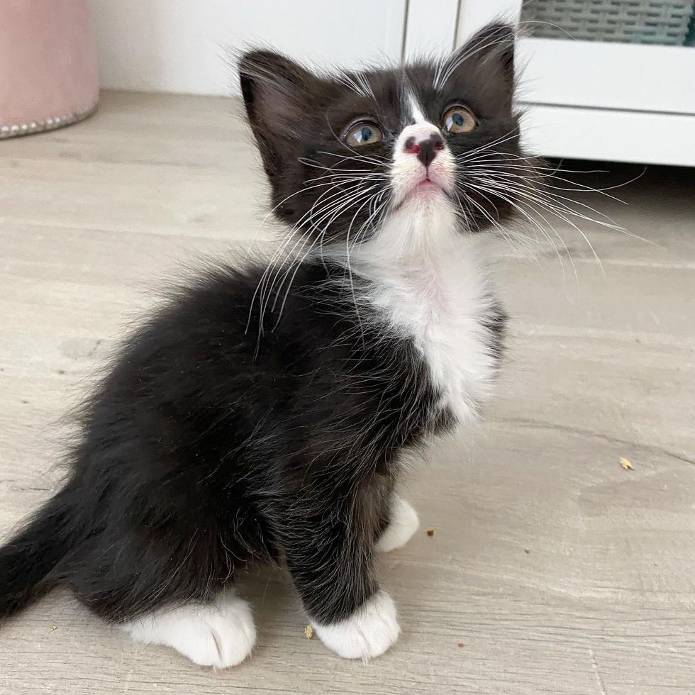 kitten with long whiskers