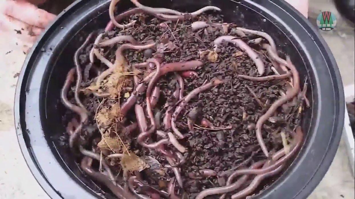 Jumping worms are invading the South, so here's how to spot 'em