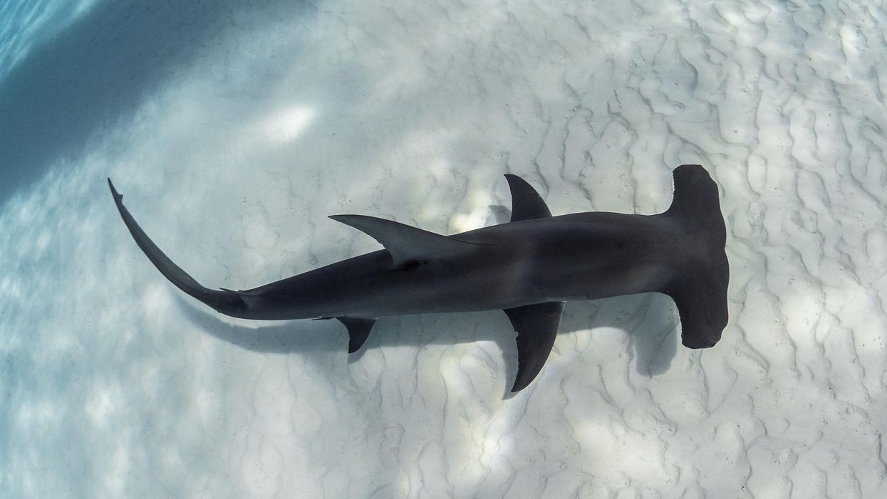 Watch hammerhead sharks circle swimmers on rafts near the shore in Pensacola