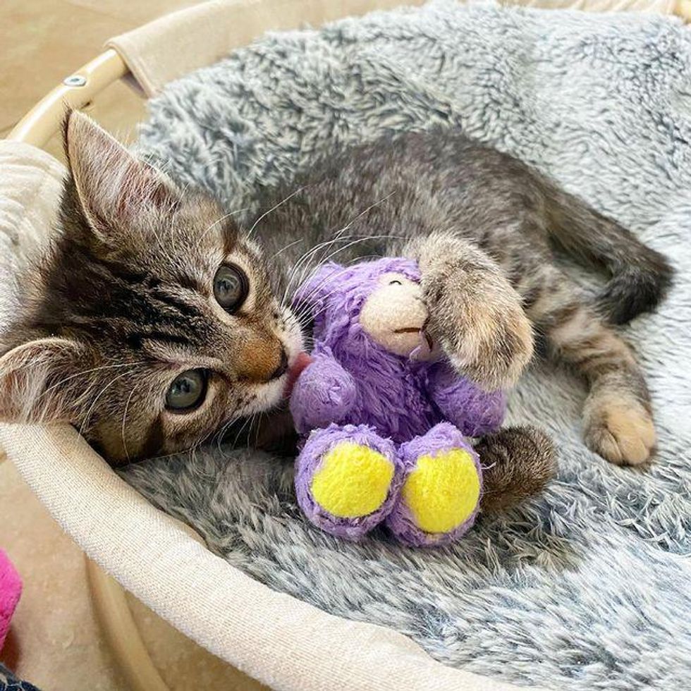 kitten cuddling lamb