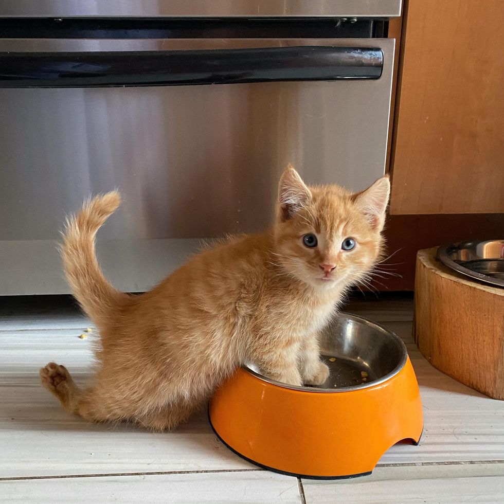 kitten with twisted hind legs