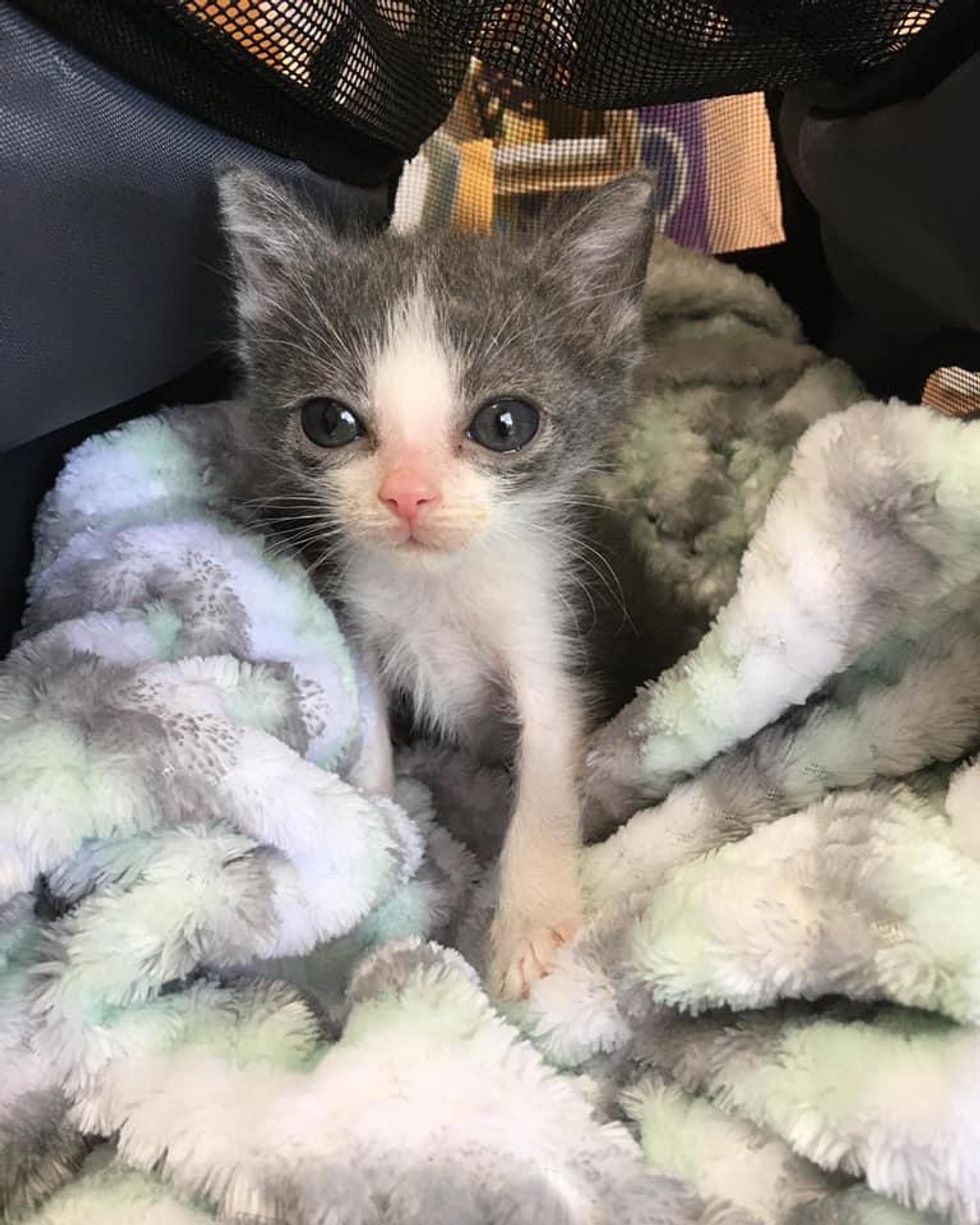 Kitten with ‘Funnel Chest’ is Half the Size But Has Brave Endearing