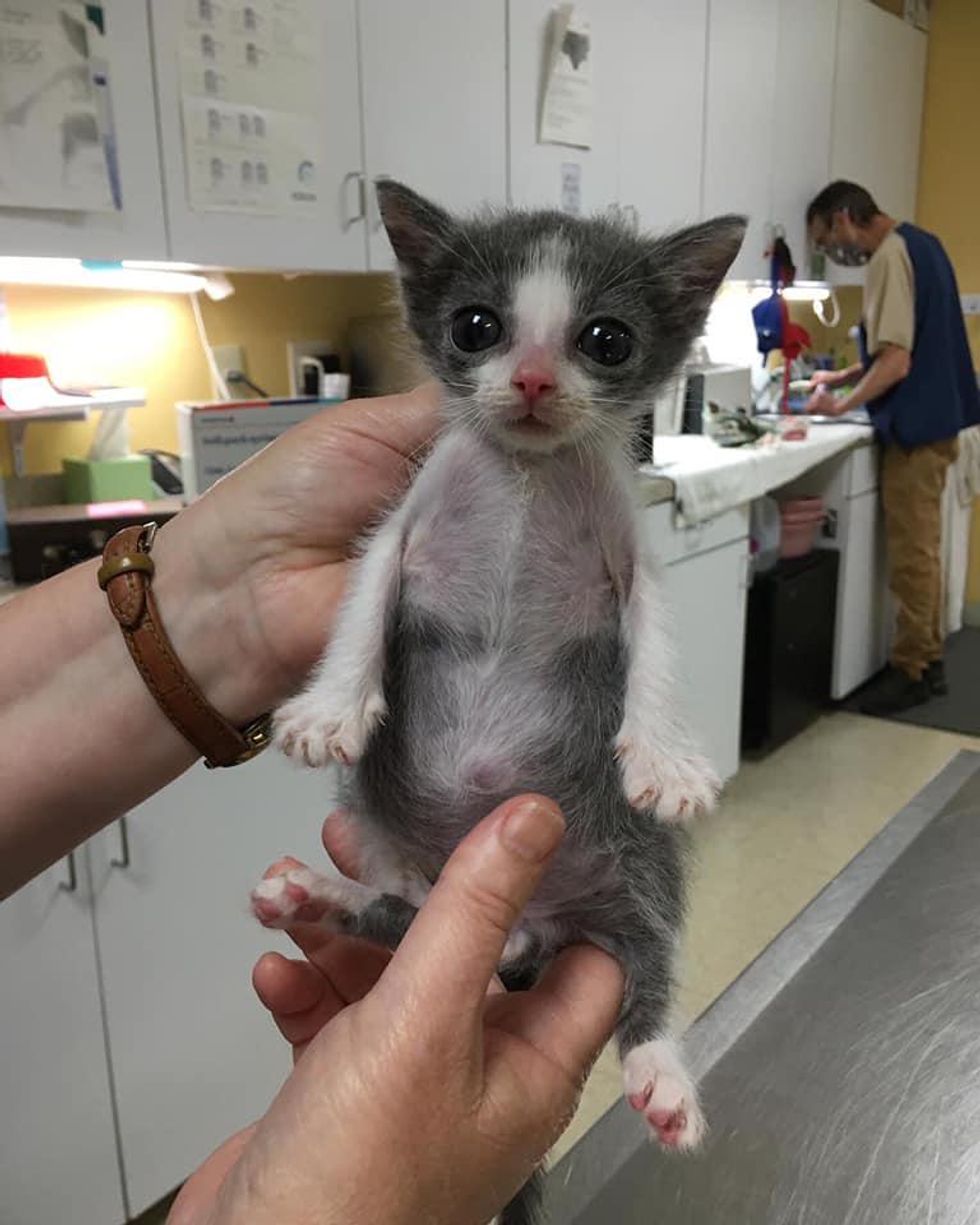 Kitten with 'Funnel Chest' is Half the Size But Has Brave Endearing