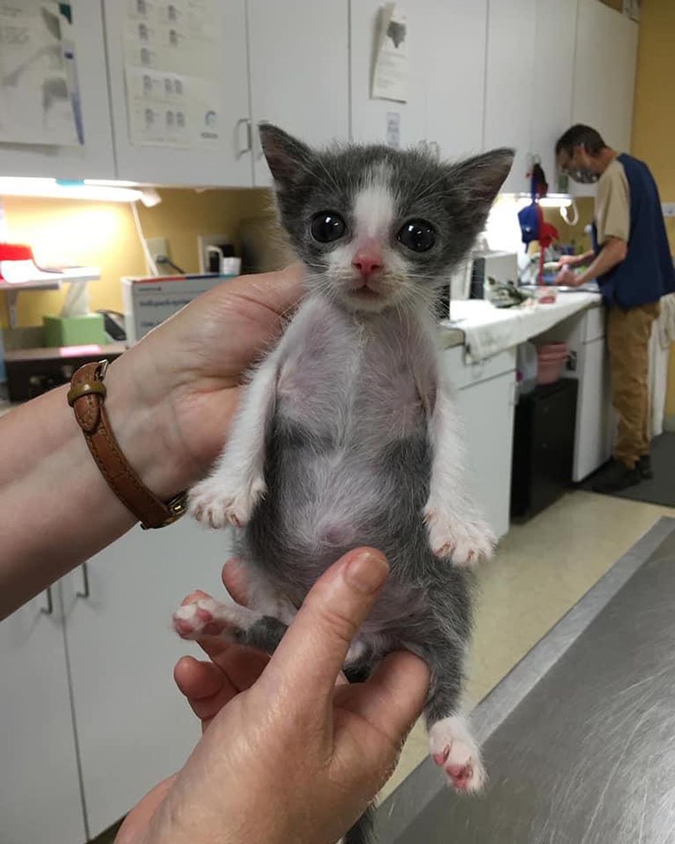 pectus excavatum, special needs kitten