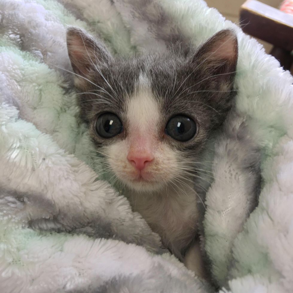 Kitten with 'Funnel Chest' is Half the Size But Has Brave Endearing
