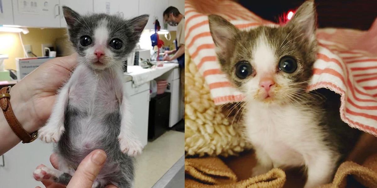 Kitten with 'Funnel Chest' is Half the Size But Has Brave Endearing