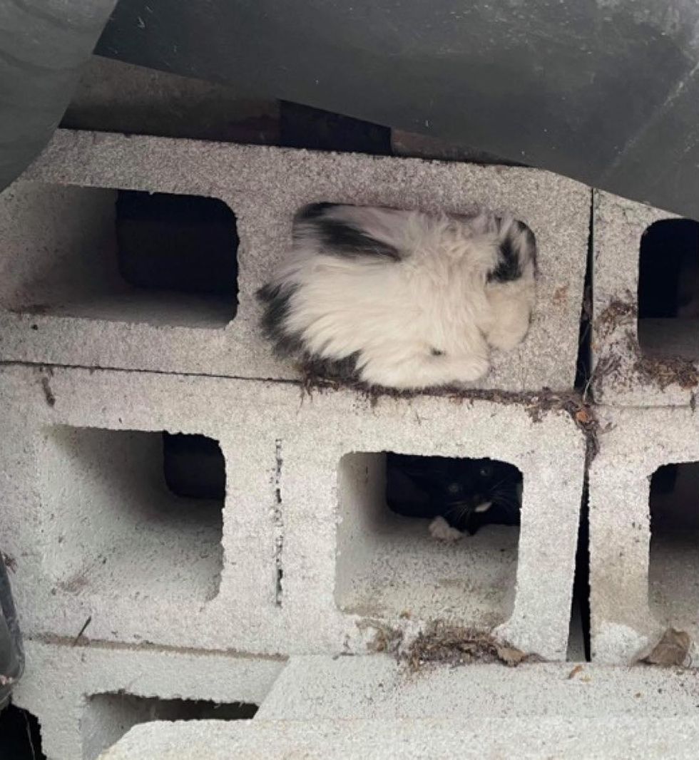 cinder block kitten