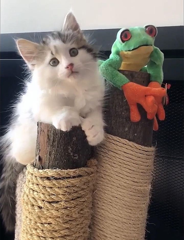 kitten and frog