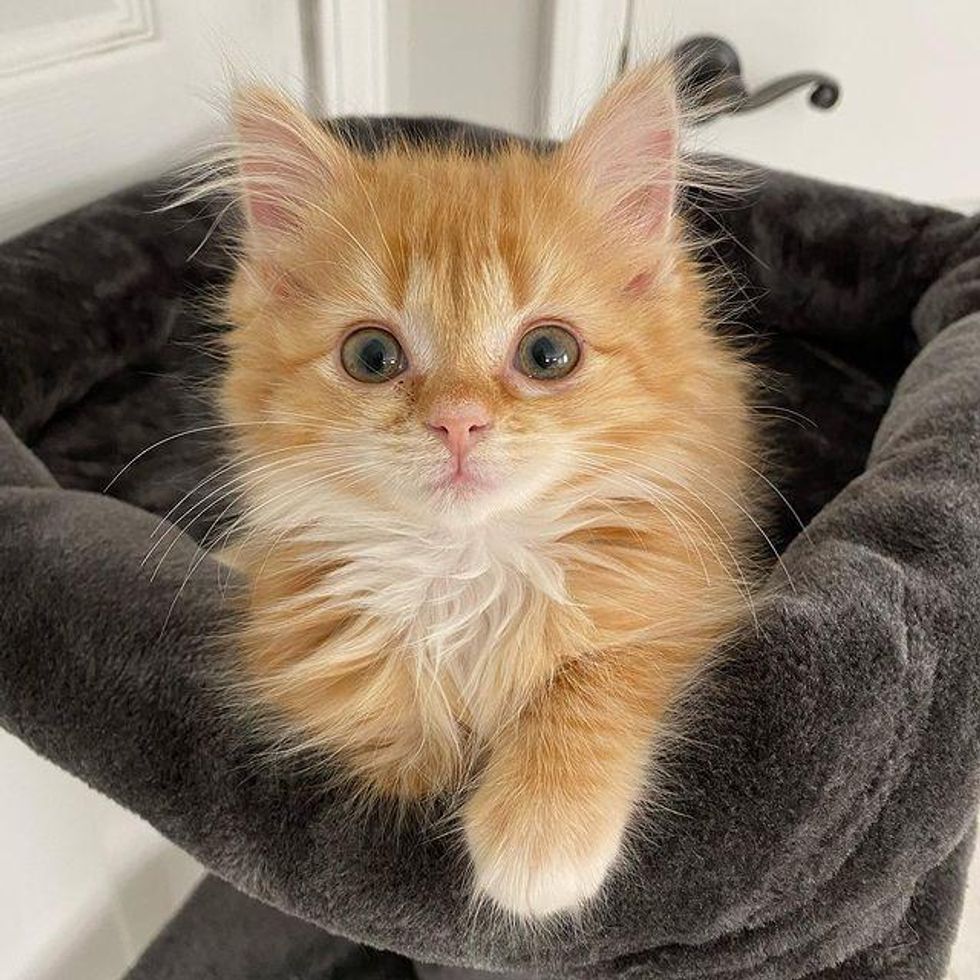 fluffy ginger kitten