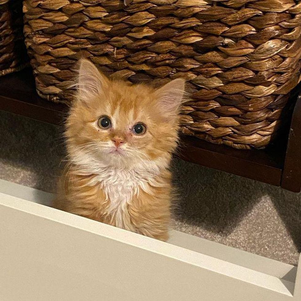 fluffy ginger kitten