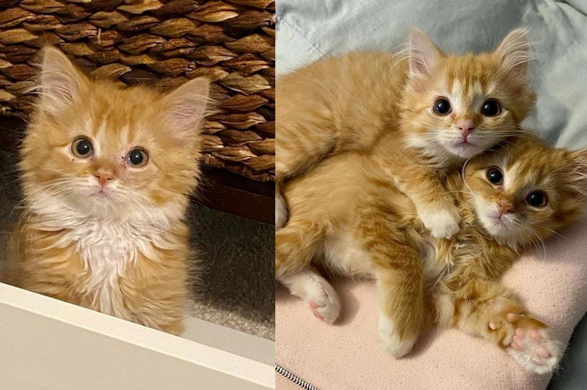 Twin Kittens So Thrilled to Have Comfy Place to Stay They Thrive into Happy Ginger Cats