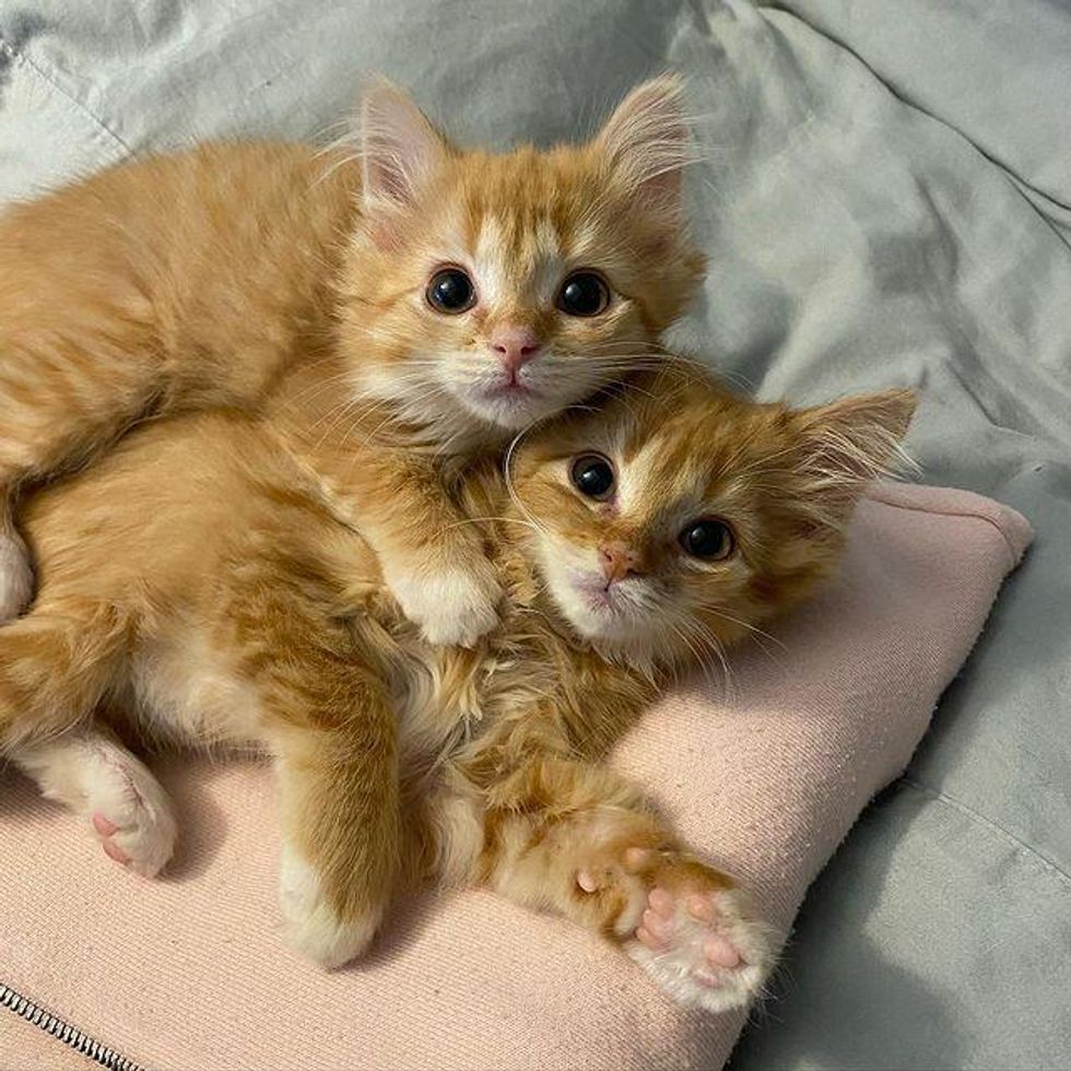 feline siblings