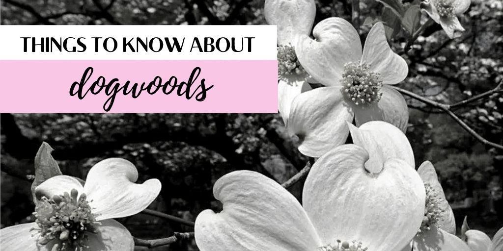 10 things to know about dogwoods