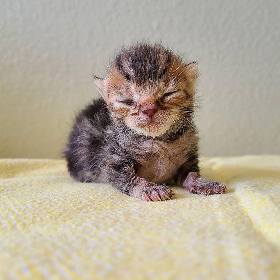 tripod kitten