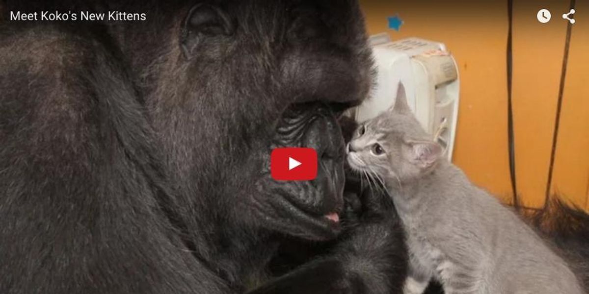 Why Koko the Gorilla Needs a New Social Media Team