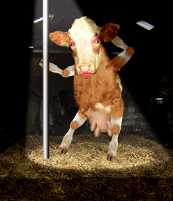 Devin Nunes's Cow Family F---ed Around, Is Finding Out Big Time
