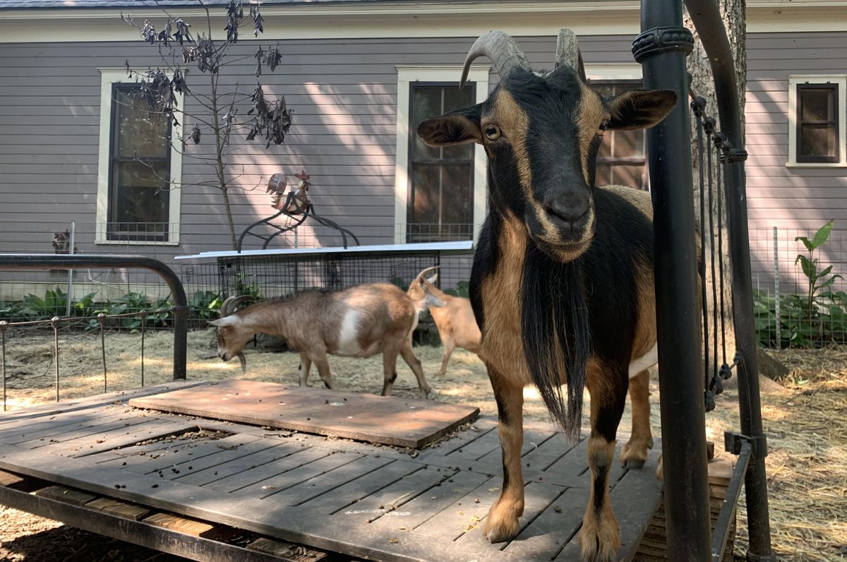 Historic Hyde Park home features beloved mini farm, 'a place of community'