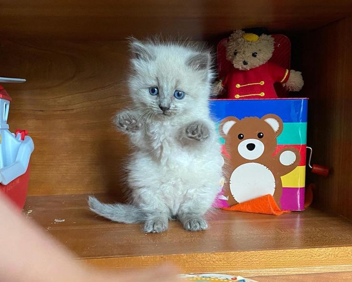 standing kitten, blue colorpoint cat