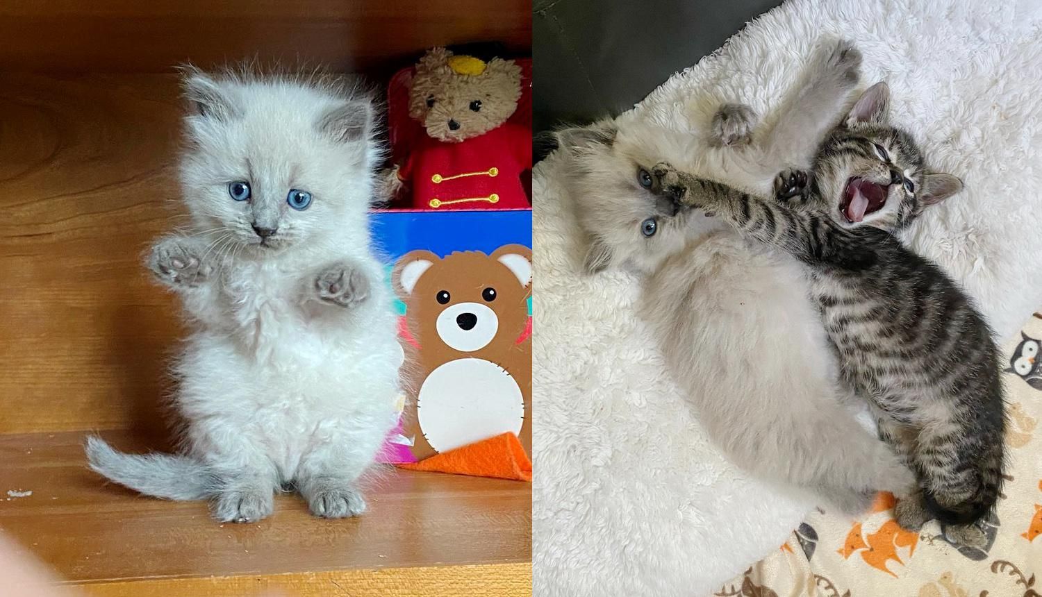 Two Kittens from Different Litters Share Adorable Bond, They Hope for