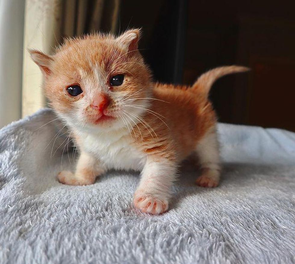 small palm-sized kitten