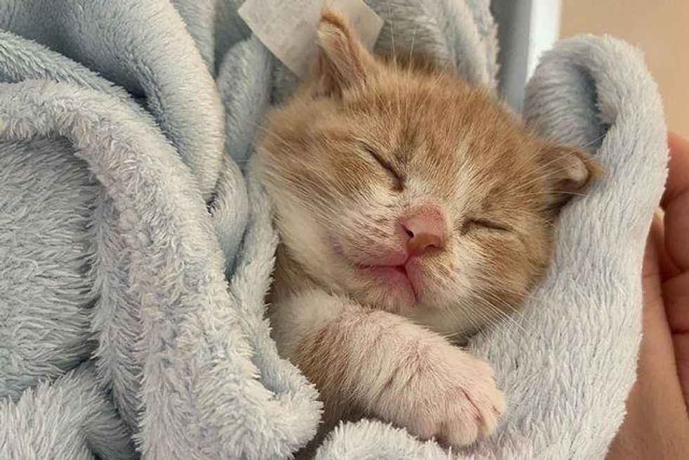 purrito kitten sleeping