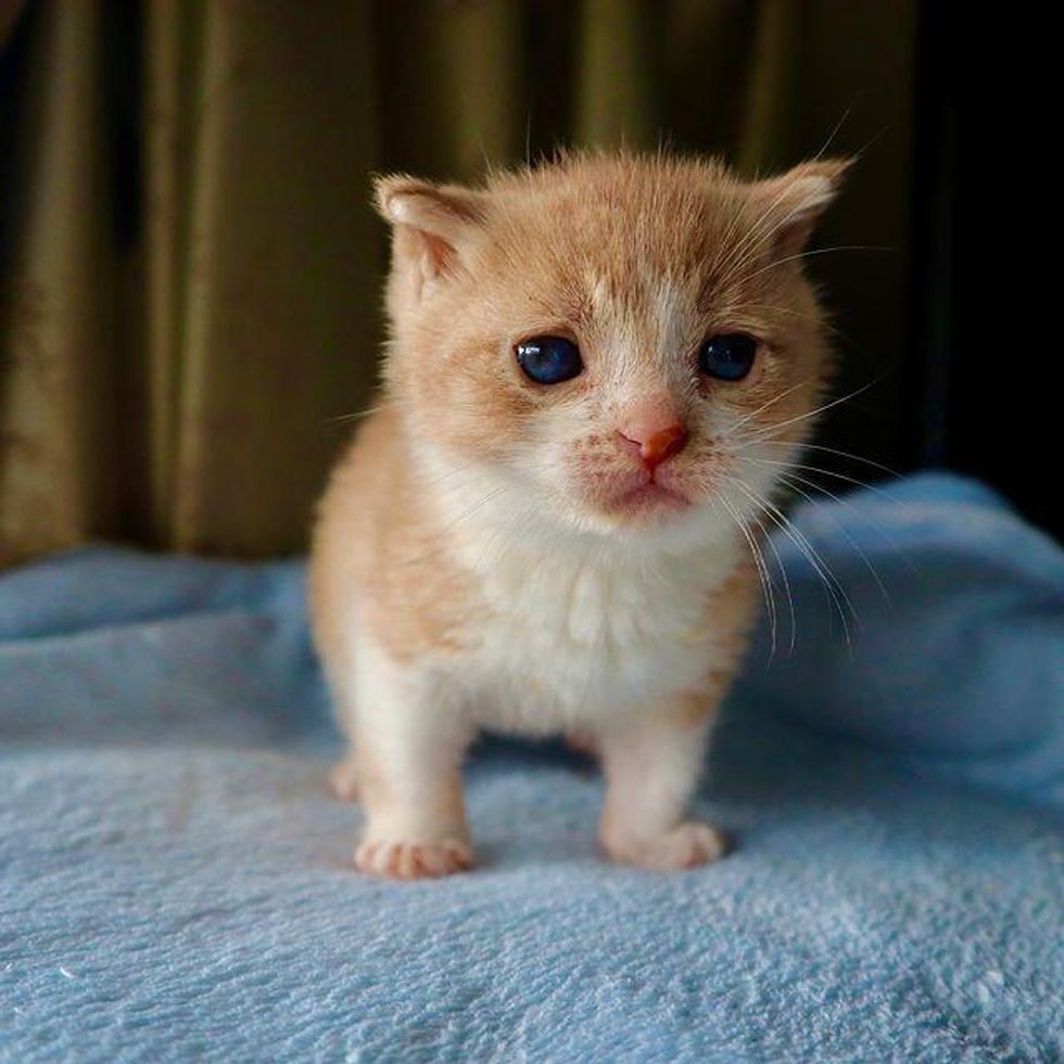 tiny kitten nugget