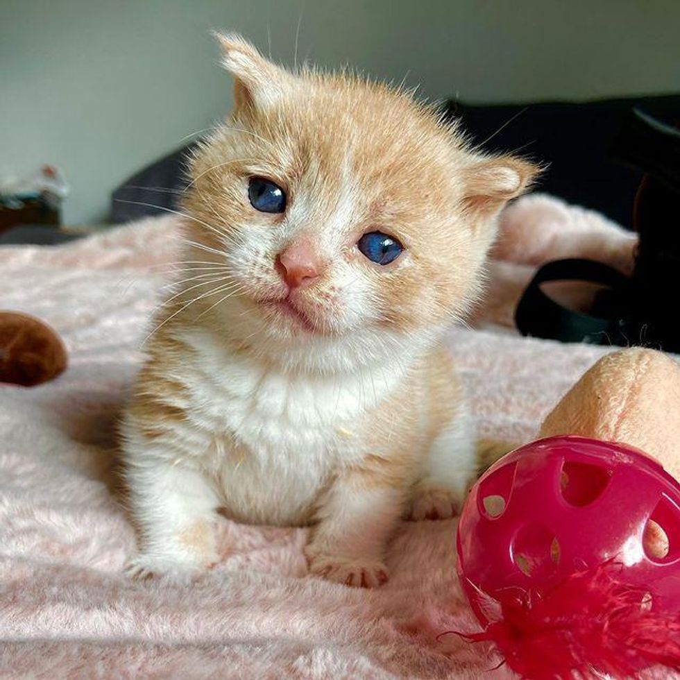 kitten with special needs, kitten with dysplasia